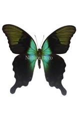 . Ongeprepareerde Papilio Peranthus transiens