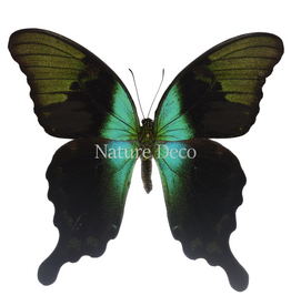 . Unmounted Papilio Peranthus transiens