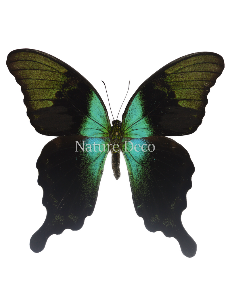 . Unmounted Papilio Peranthus transiens