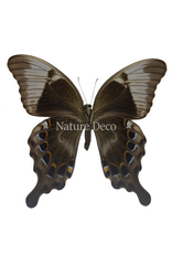 . Unmounted Papilio Peranthus transiens
