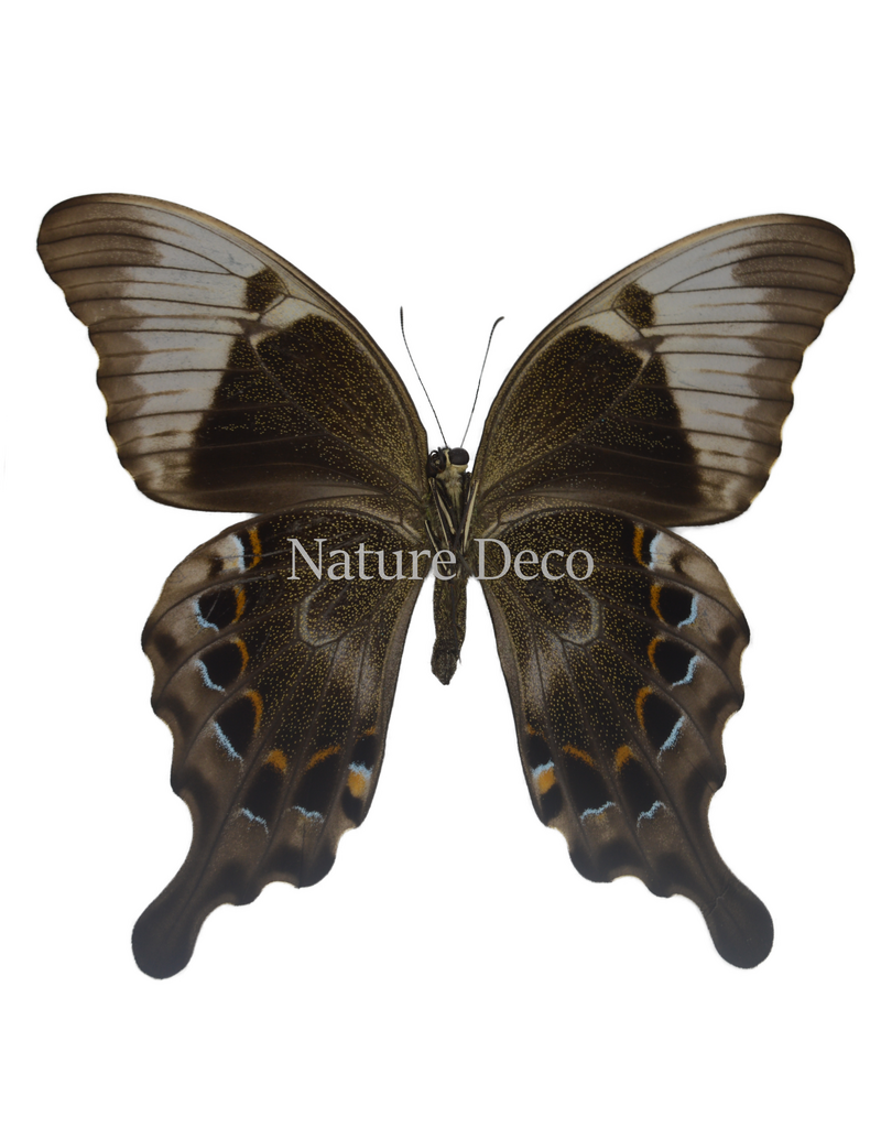 . Ongeprepareerde Papilio Peranthus transiens
