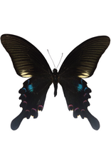 . Unmounted Papilio Polyctor