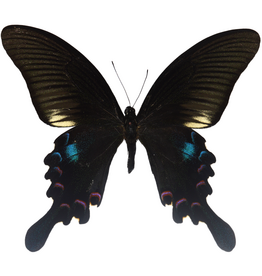 . Unmounted Papilio Polyctor