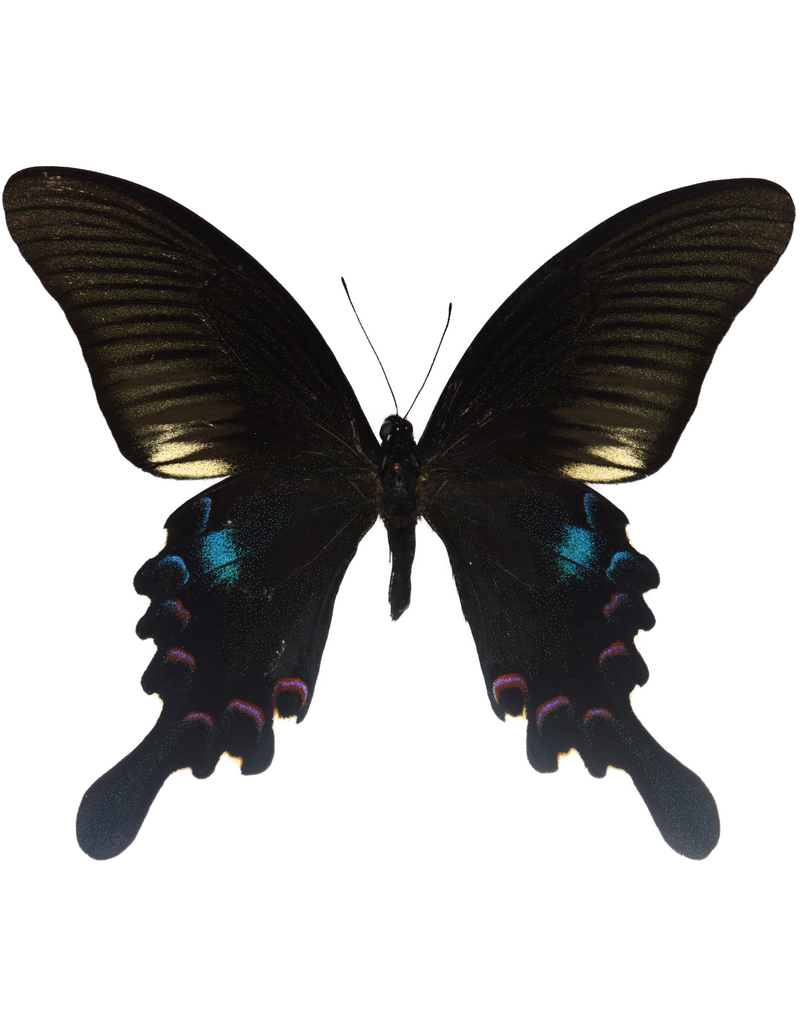 . Ongeprepareerde Papilio Polyctor