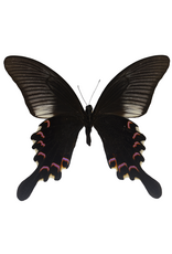 . Ongeprepareerde Papilio Polyctor