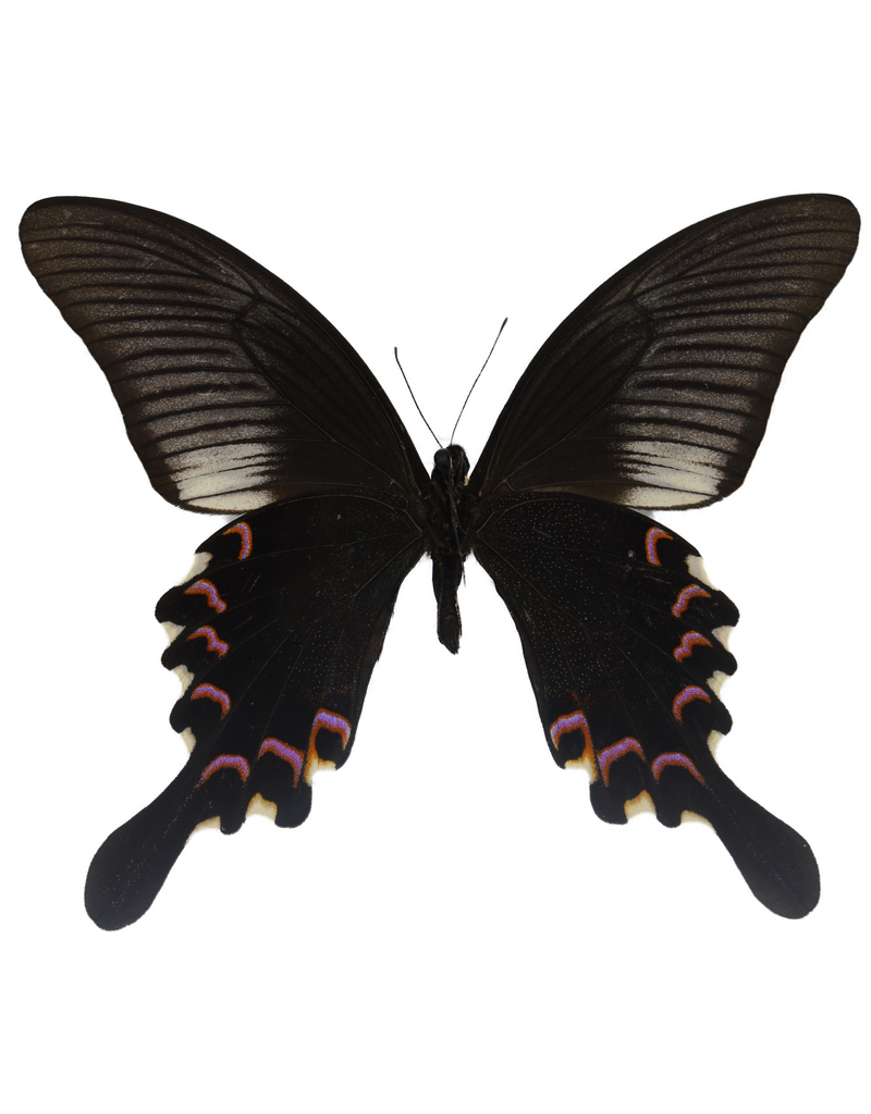 . Ongeprepareerde Papilio Polyctor