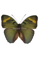 . Unmounted Euphaedra Medon (the widespread forester)