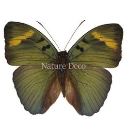 . Unmounted Euphaedra Medon