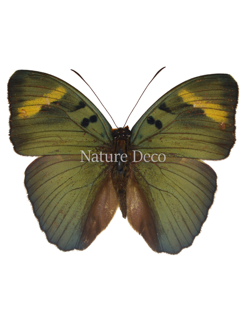 . Ongeprepareerde Euphaedra Medon (groene boswachter vlinder)