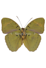 . Unmounted Euphaedra Medon (the widespread forester)