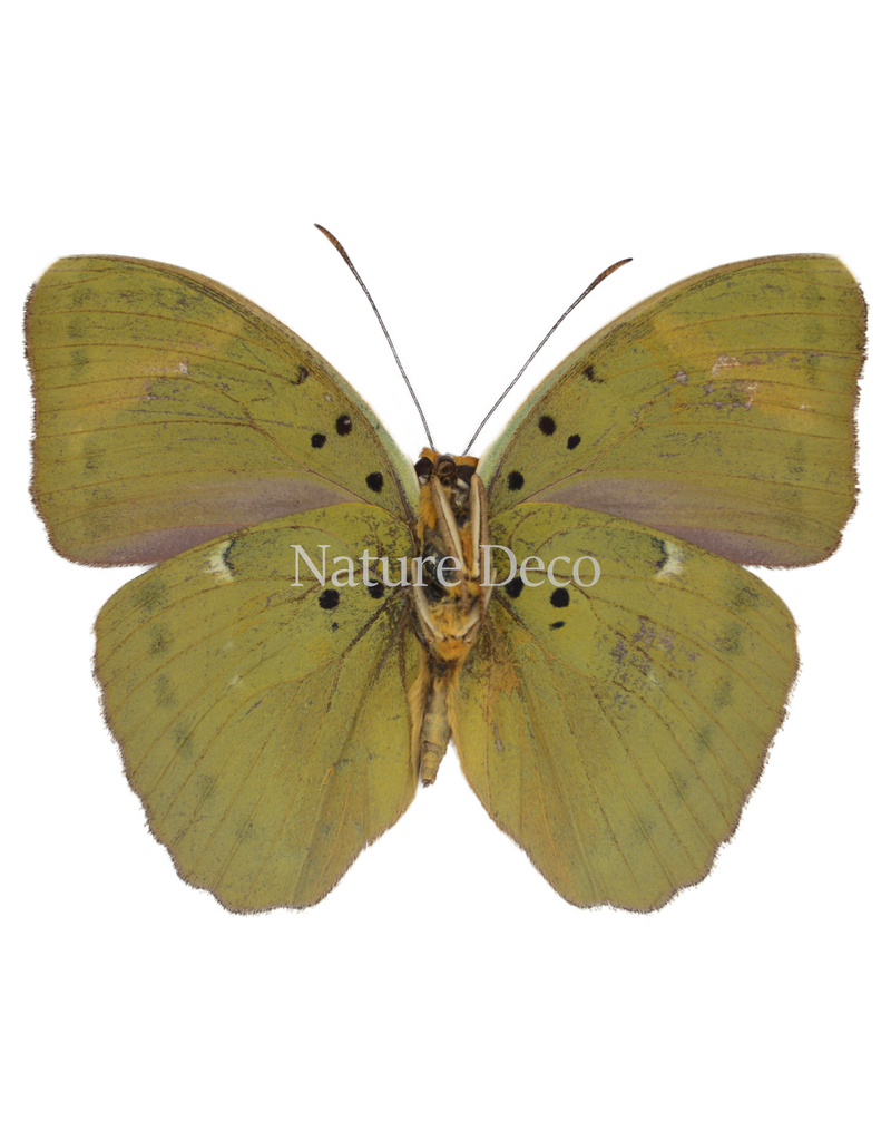 . Unmounted Euphaedra Medon (the widespread forester)