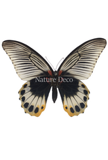 . Ongeprepareerde Papilio Memnon