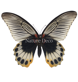 . Unmounted Papilio Memnon