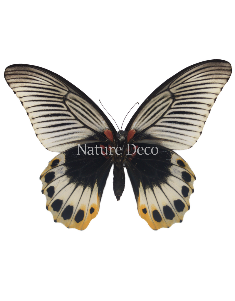. Ongeprepareerde Papilio Memnon