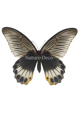 . Ongeprepareerde Papilio Memnon