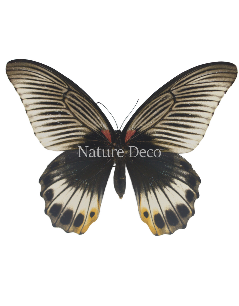 . Ongeprepareerde Papilio Memnon