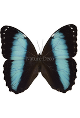 . Unmounted Morpho patroclus orestes