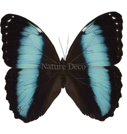 . Unmounted Morpho patroclus orestes