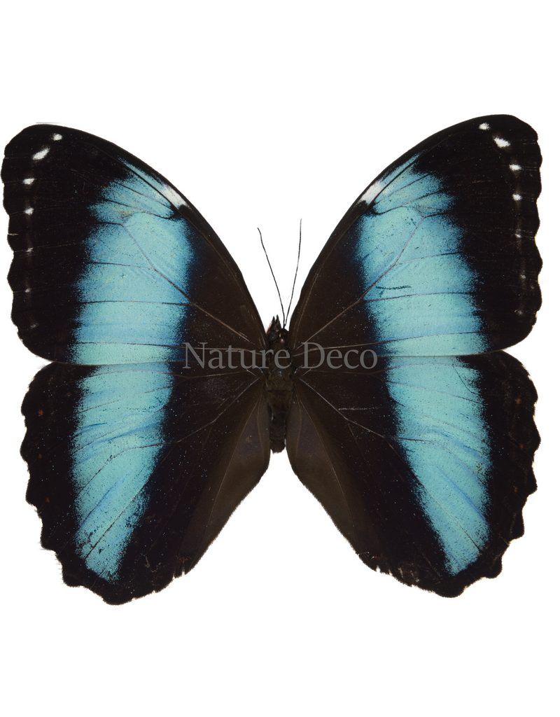 . Ongeprepareerde Morpho patroclus orestes
