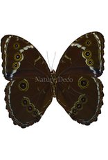 . Unmounted Morpho patroclus orestes