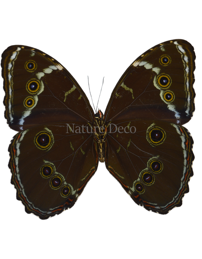 . Ongeprepareerde Morpho patroclus orestes