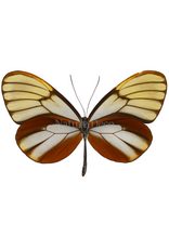 . Unmounted Godyris duilla