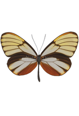 . Unmounted Godyris duilla