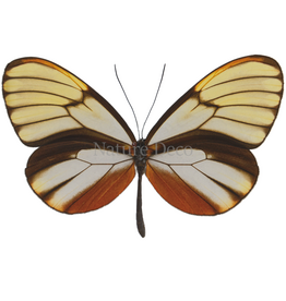 . Unmounted Godyris duilla