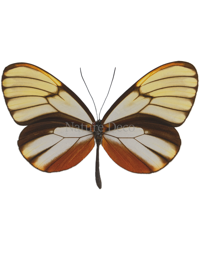 . Unmounted Godyris duilla