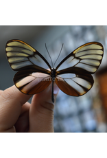 . Unmounted Godyris duilla