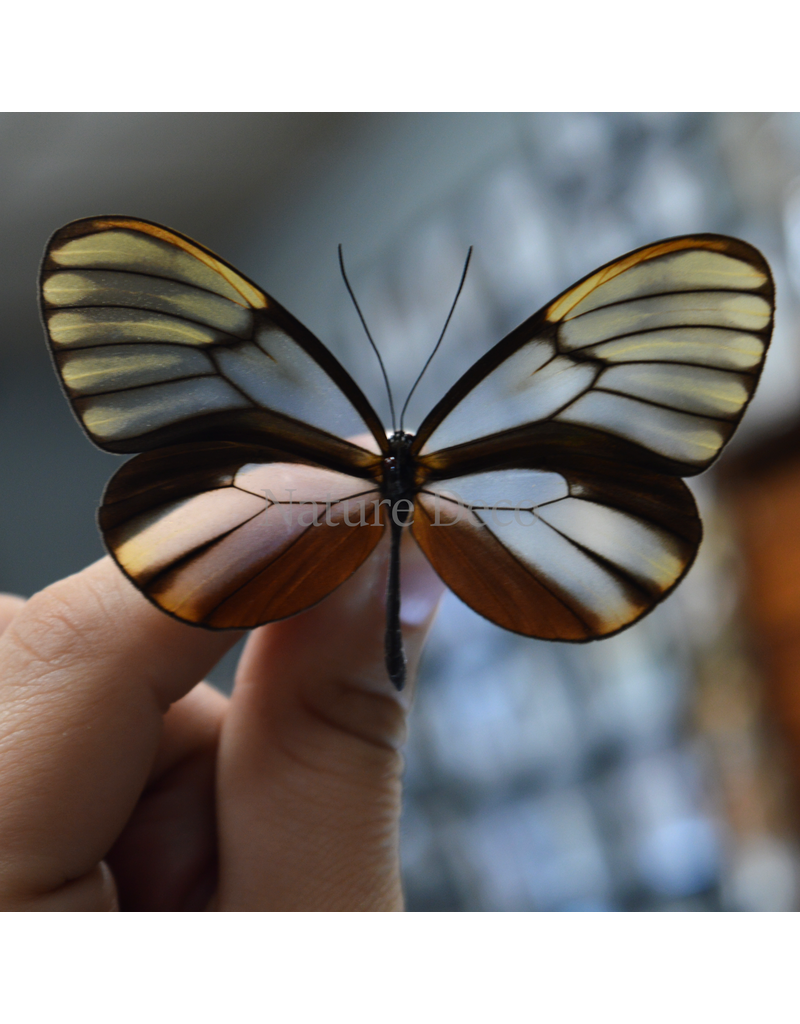 . Unmounted Godyris duilla