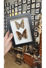 Nature Deco Lijst met 2x Pasja vlinder