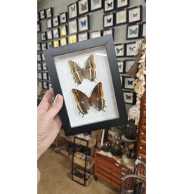 Nature Deco Lijst met 2x Pasja vlinder