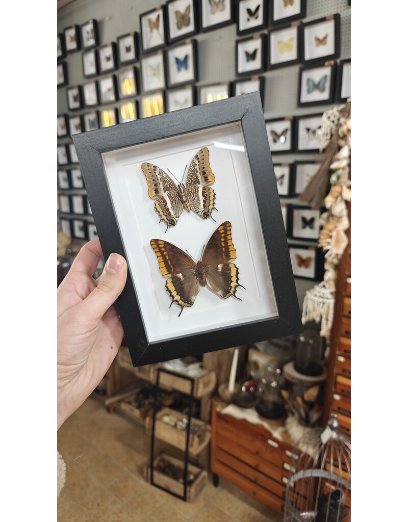 Nature Deco Lijst met 2x Pasja vlinder