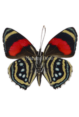 . Unmounted Callicore hesperis