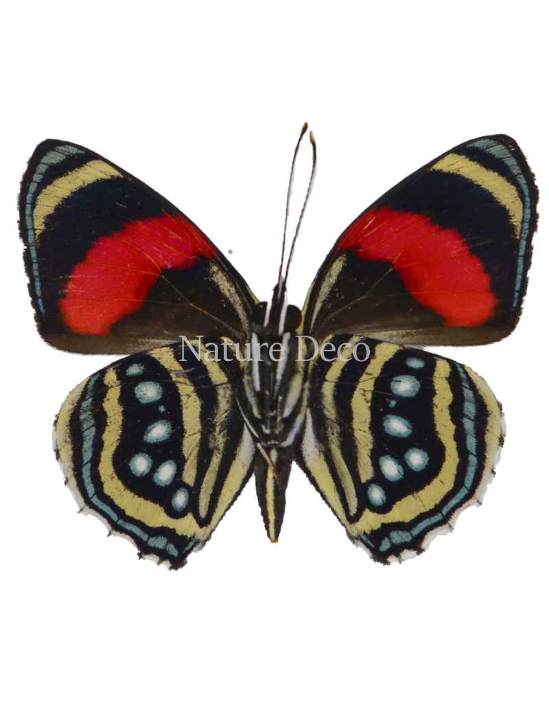 . Unmounted Callicore hesperis
