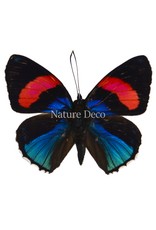 . Unmounted Callicore hesperis