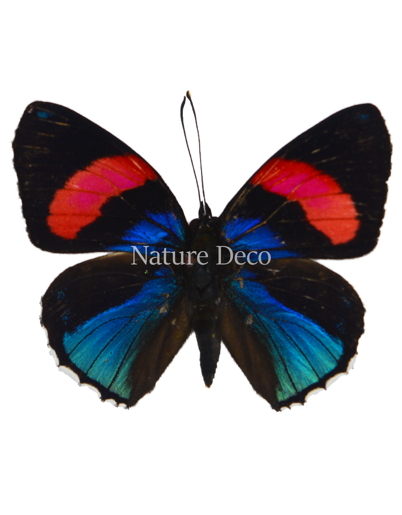 . Unmounted Callicore hesperis