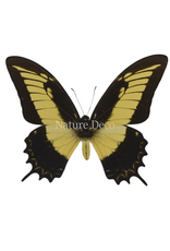 . Unmounted Papilio Androgeus