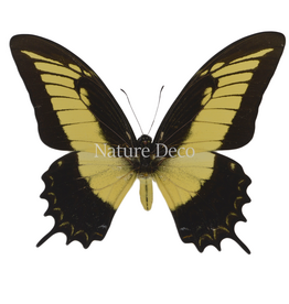 . Ongeprepareerde Papilio Androgeus