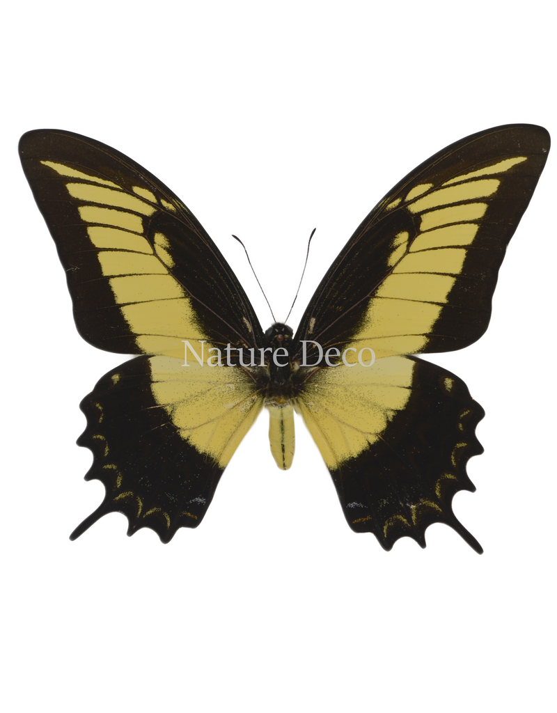 . Ongeprepareerde Papilio Androgeus