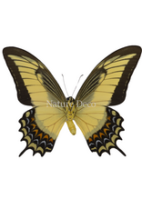 . Ongeprepareerde Papilio Androgeus