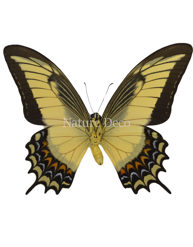 . Ongeprepareerde Papilio Androgeus