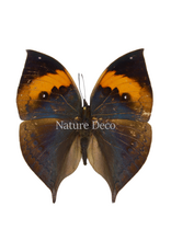 . Unmounted Kallima Inachus