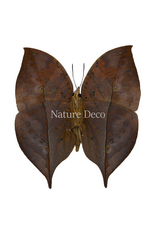 . Unmounted Kallima Inachus