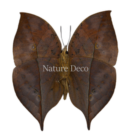 . Unmounted Kallima Inachus