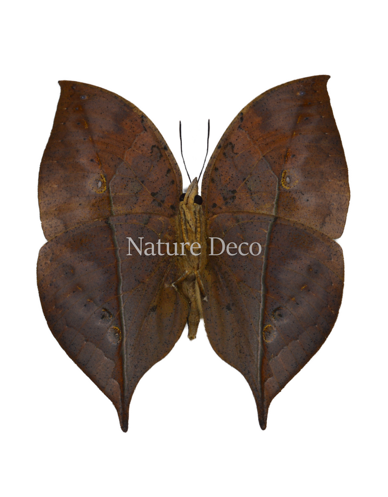 . Unmounted Kallima Inachus