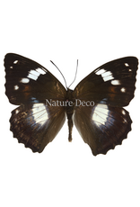 . Unmounted Mimathyma schrenckii
