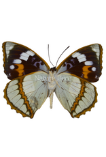 . Ongeprepareerde Mimathyma schrenckii