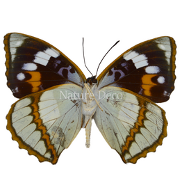 . Unmounted Mimathyma schrenckii